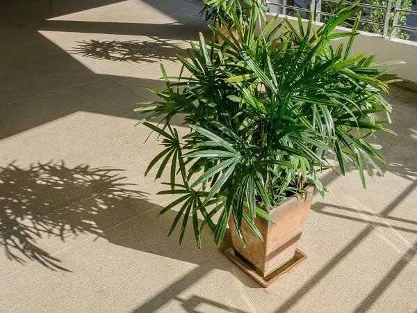 Bamboo Palm in Pot