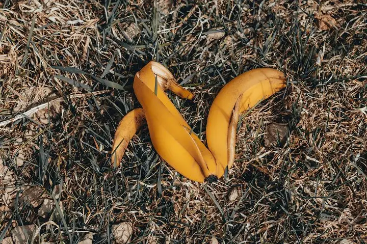 Banana Peel in the Grass