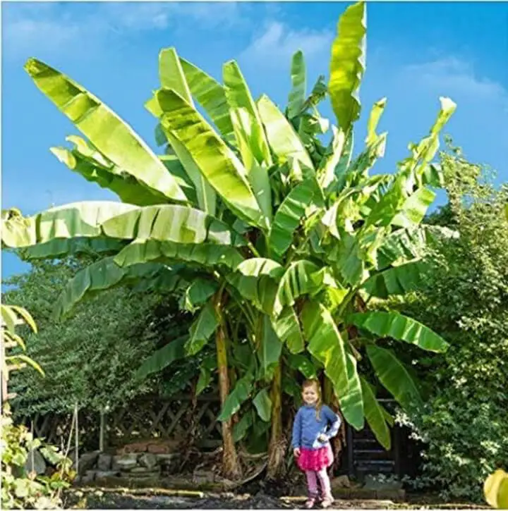 Banana Plant Size