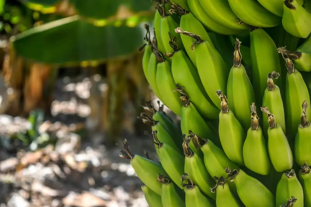 Bananas Growing On Tree