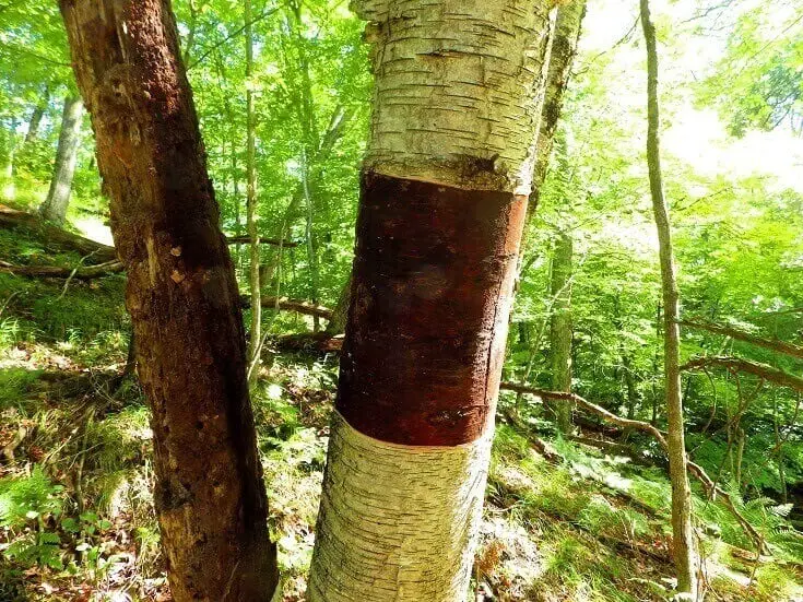 Bark Stripped From Boxelder Tree