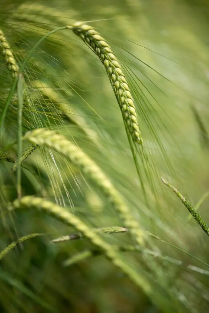 Barley Grain Plant Up Close