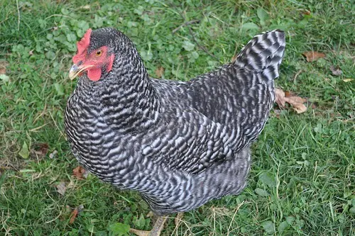 Barred Plymouth Rock