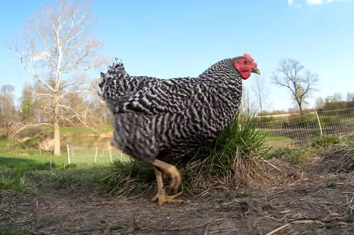 Barred Rock Chicken In The Shade