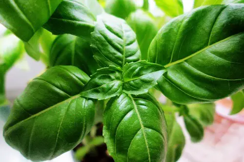 Basil Herb