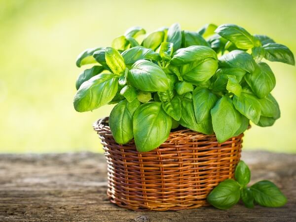 Basil Houseplant