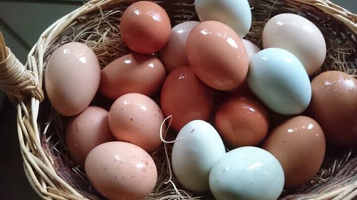 Basket of Fresh Eggs