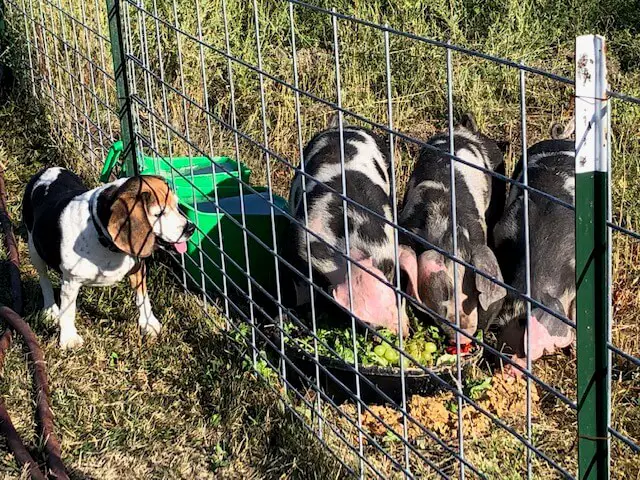 Beagle Watching Pigs