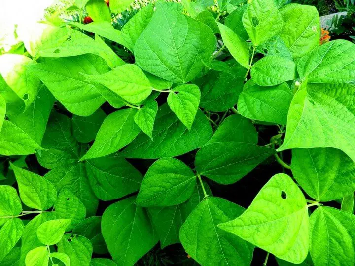 Bean Leaves