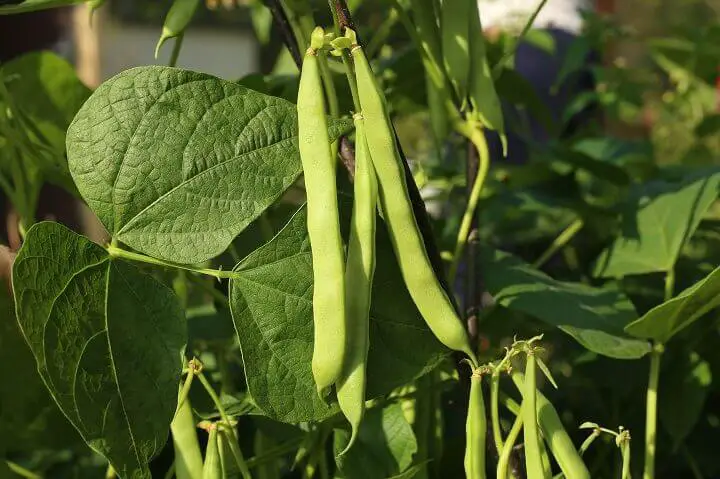 Beans Growing in Garden