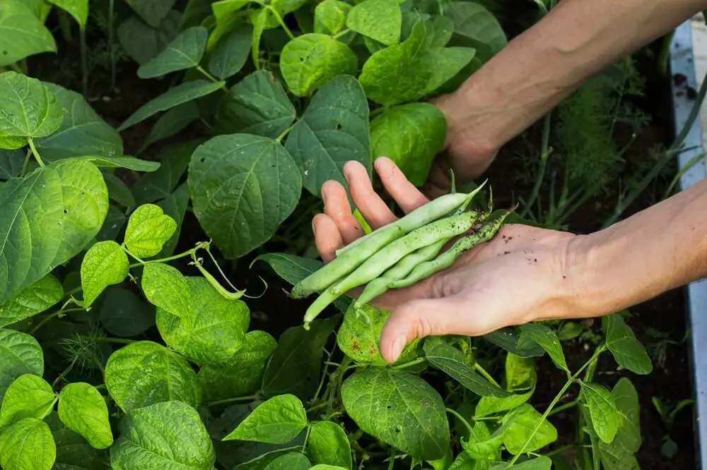 Beans Harvested