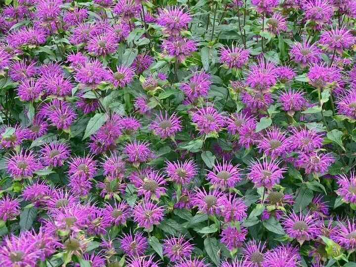 Bee Balm Flowers