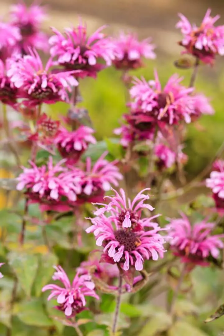 10 Best Pollinator Plants for Your Garden