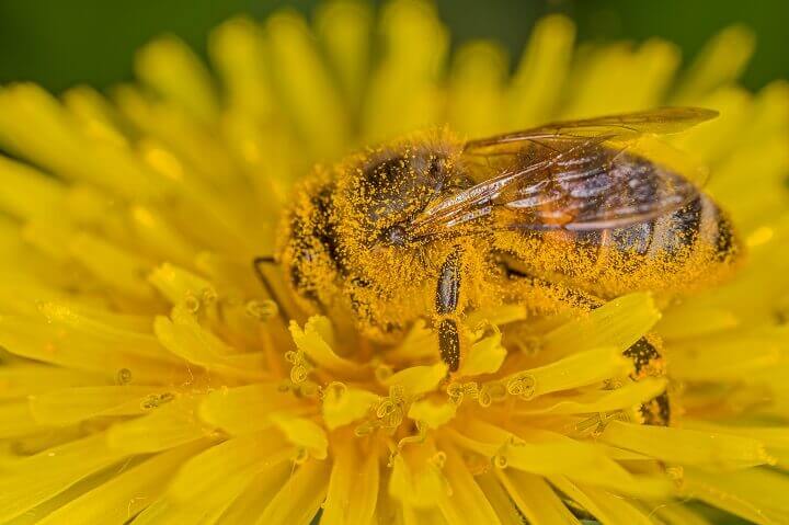 Bee Covered in Pollen