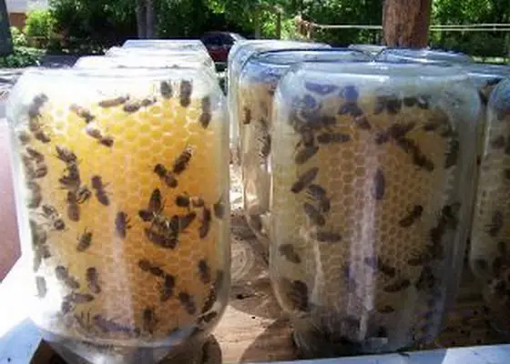 Beehive in a Jar