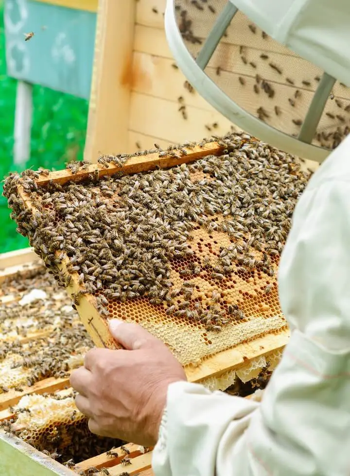 Beekeeper Examining Honeycombs