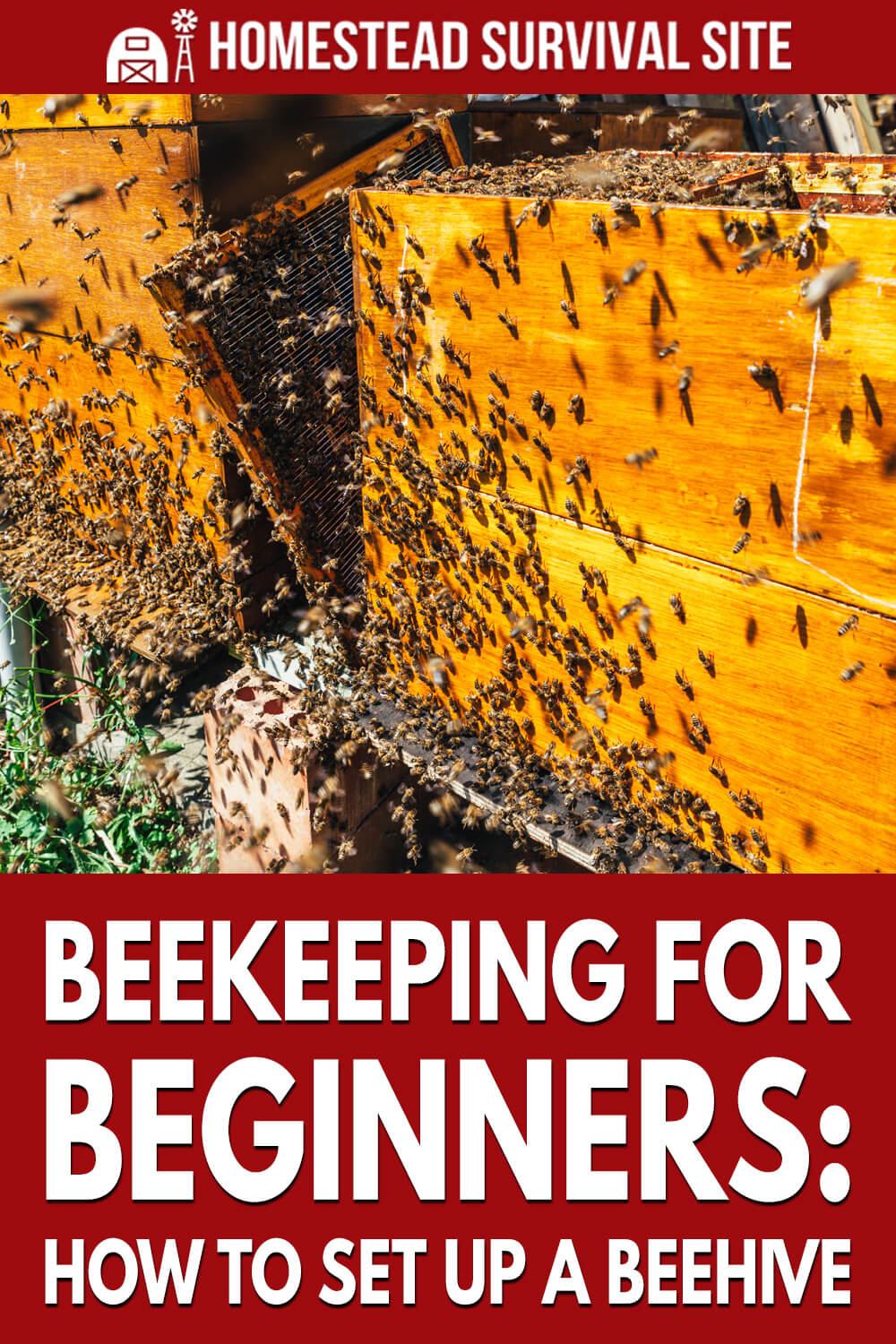 Beekeeping for Beginners: How To Set Up A Beehive