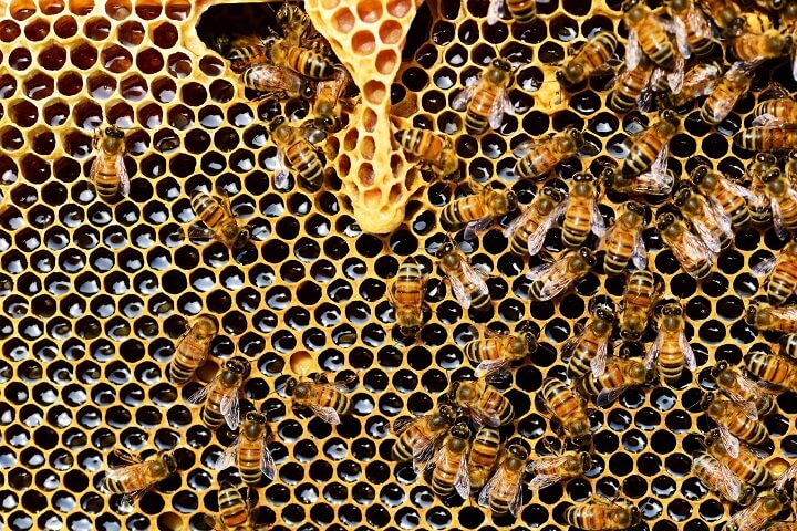 Bees In Honeycomb