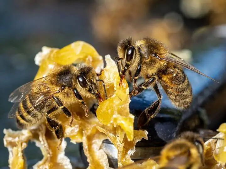 Bees on a Honeycomb