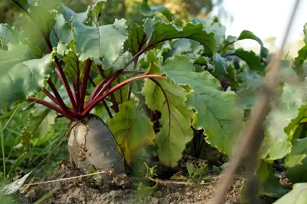 Beet Plant