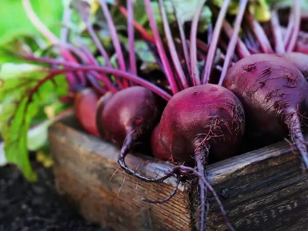 Beets Freshly Harvested