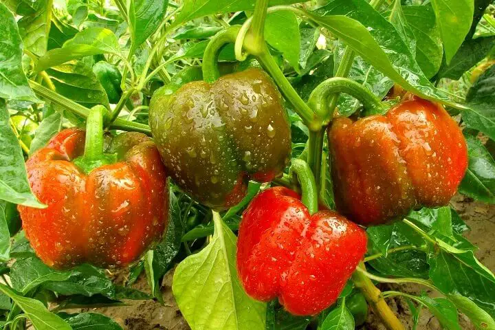 Bell Pepper Plant