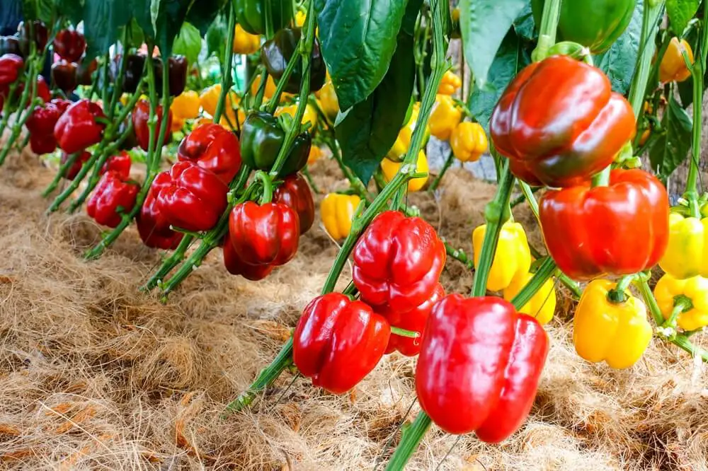 Bell Pepper Plants