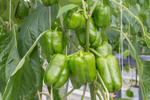 Bell Peppers in Greenhouse