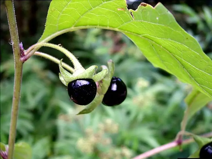 Belladonna or Deadly Nightshade