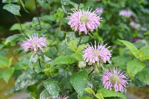 Bergamot Purple Flowers