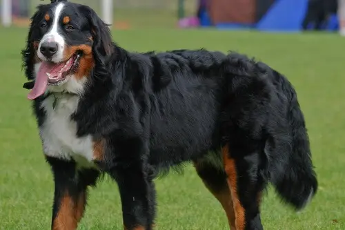 Bernese Mountain Dog