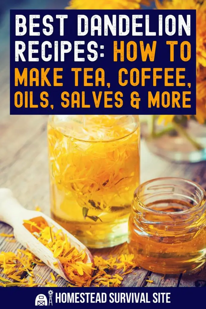 Best Dandelion Recipes: How to Make Tea, Coffee, Oils, Salves, and More