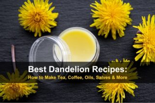 Best Dandelion Recipes: How to Make Tea, Coffee, Oils, Salves & More