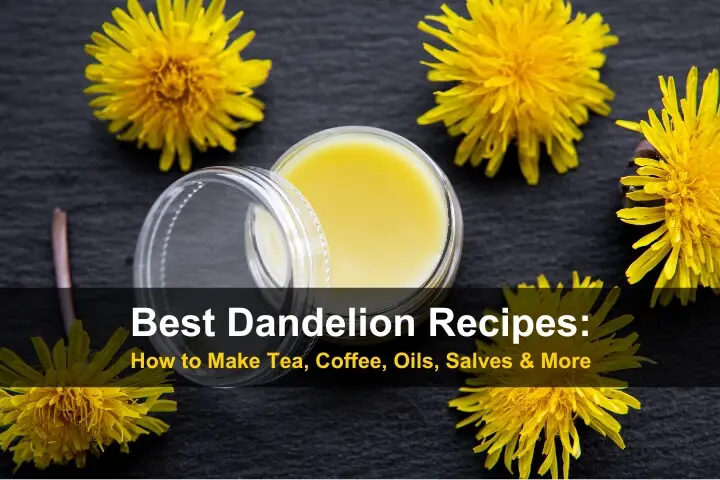 Best Dandelion Recipes: How to Make Tea, Coffee, Oils, Salves & More