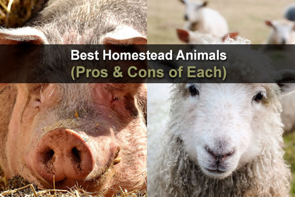 Best Homestead Animals (Pros & Cons of Each)