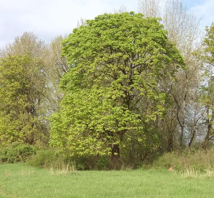Big Leaf Maple Tree In Nature