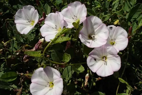 Bindweed