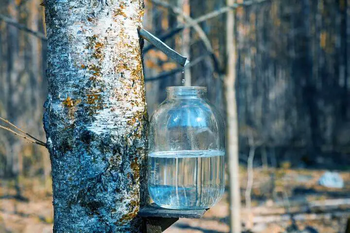 Birch Sap Into Glass Jar