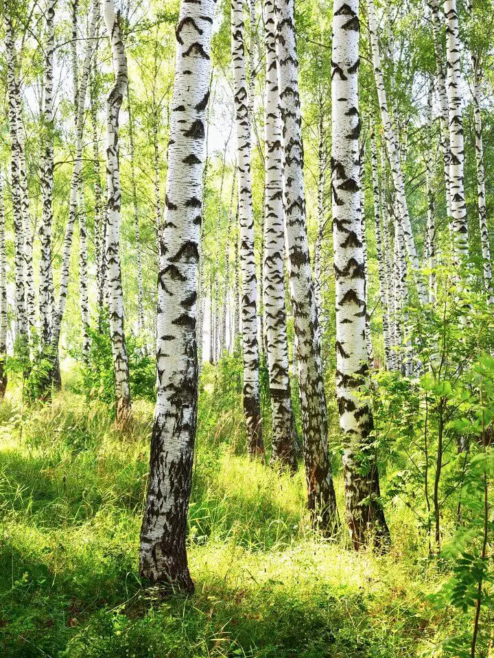 Birch Tree Forest