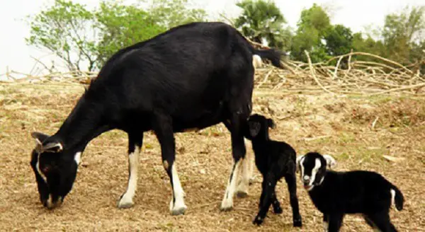 Black Bengal Goats