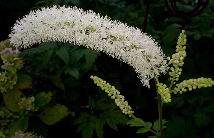 Black Cohosh Plant