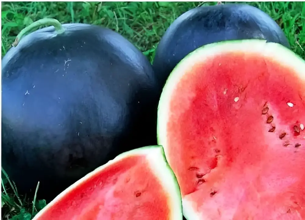 Black Diamond Watermelon