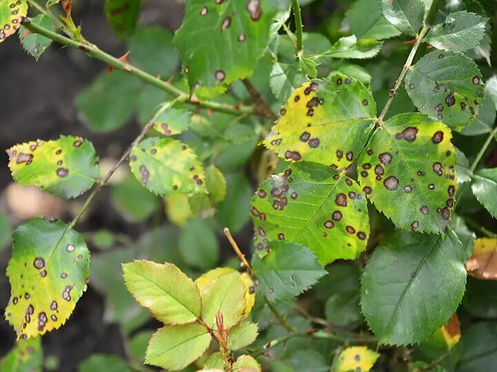 Black Spot Disease on Leaves