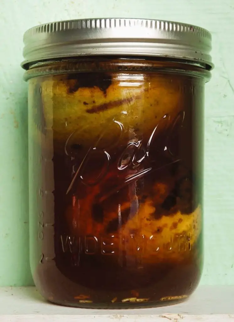 Black Walnut Tincture – Apple Cider Vinegar