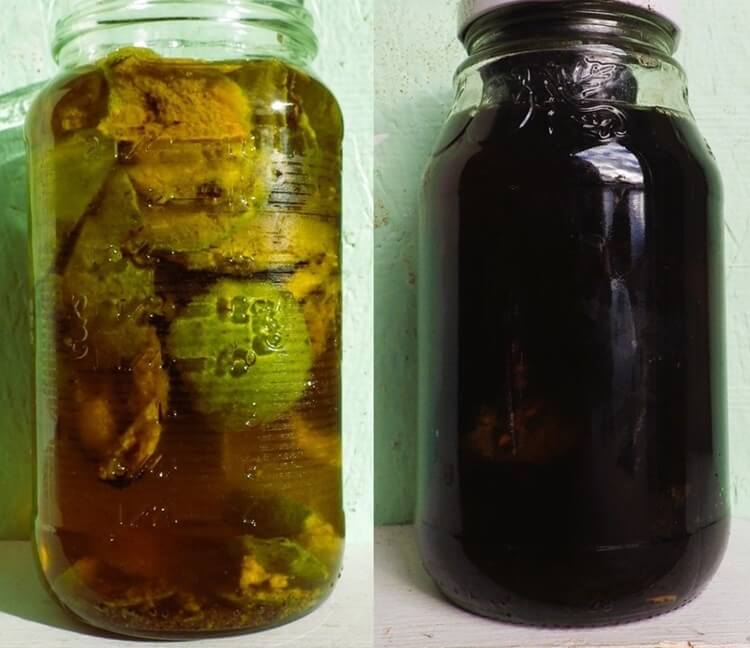 Black Walnut Tinctures – Alcohol and White Vinegar