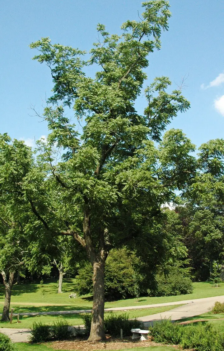 Black Walnut Tree In Park