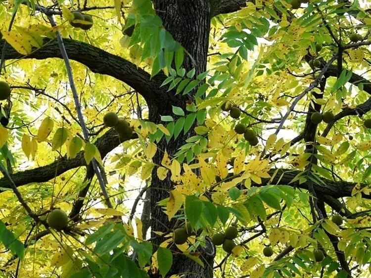 Black Walnut Tree