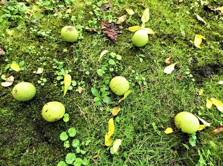 Black Walnuts On Ground