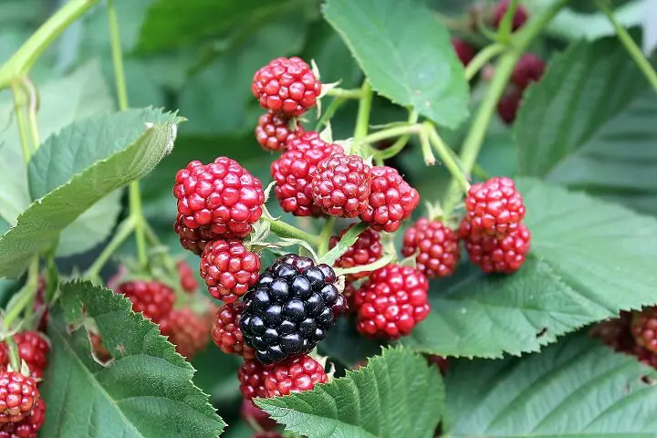 Blackberries On Plant