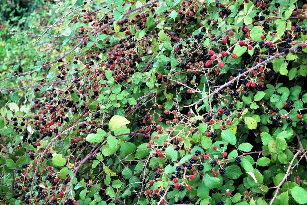 Blackberry Bush